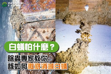 如何知道有白蟻|家裡有白蟻入侵？除蟲專家4招消滅家裡白蟻！